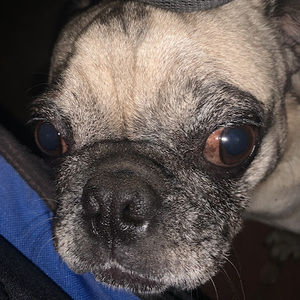 Meet your Posher, Andy